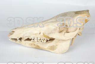 Skull Boar - Sus scrofa 0002